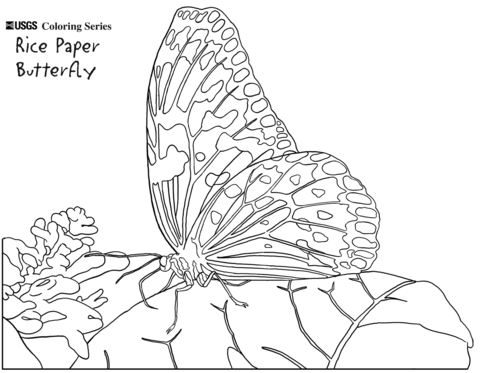 Rice Paper Butterfly Coloring Page